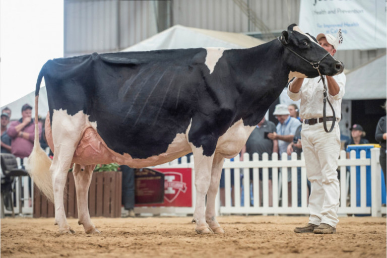 decouvrez-les-vaches-etoilees-daustralie_fr.jpg