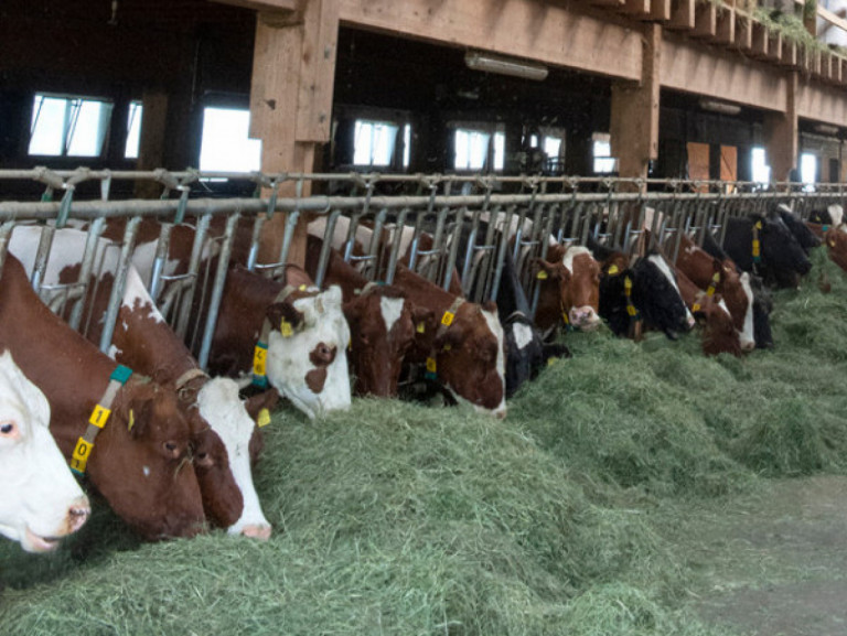 feed-efficiency-the-most-important-project-for-holstein-breeding-in-the-coming-years.jpg
