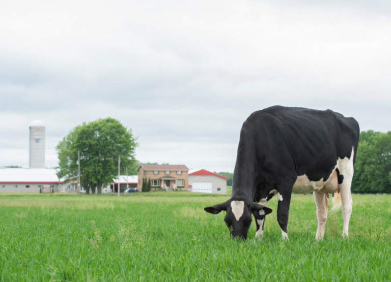 ferme-intense-quebec-we-want-square-strong-cows-not-too-tall-that-can-live-long.jpg