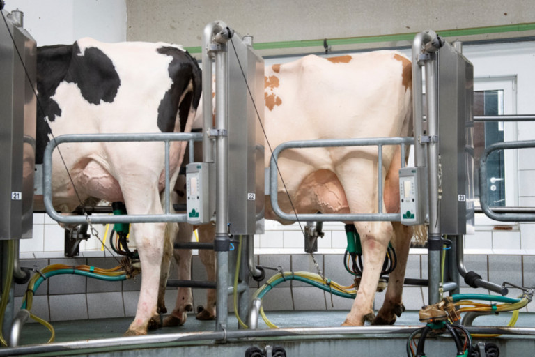 from-vacuum-to-teat-cup-liners-how-milking-equipment-influences-udder-health.jpg