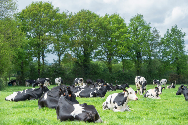 gaec-du-terril-using-the-right-bulls-for-optimal-genetics-on-their-organic-farm.jpg