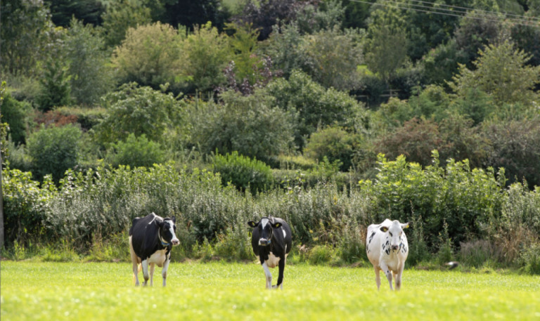 holstein-uk-propelled-by-passionate-breeders-who-drive-innovation.jpg