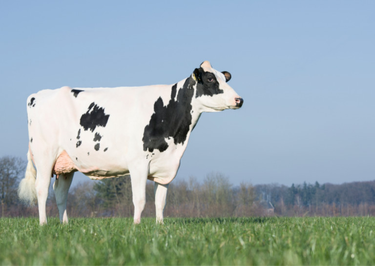 hoogste-productie-duitsland-100-200-koeien-olbing-genetic-niet-in-de-felle-schijnwerpers-wel-een-topadres-voor-holsteins_nl.jpg