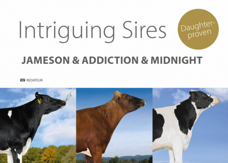 intriguing-sires-dp-jameson-addiction-midnight_de.jpg
