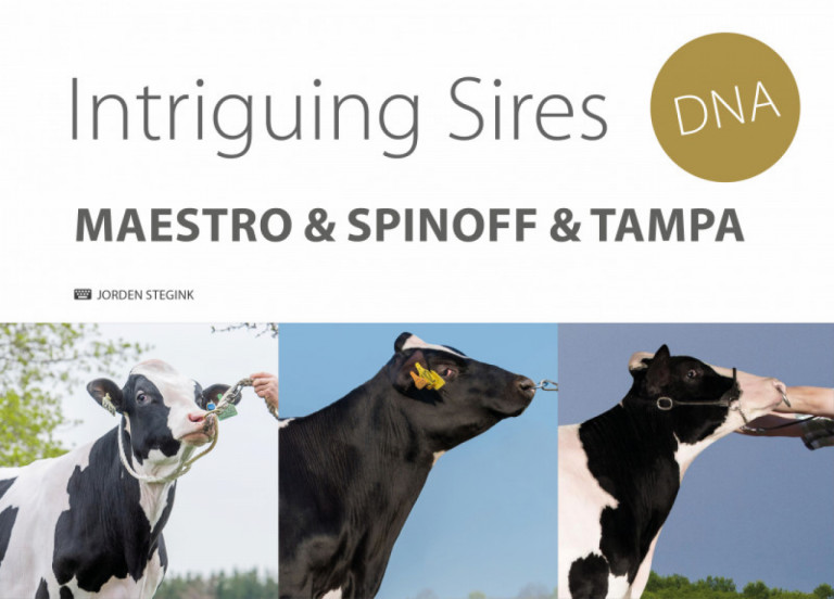 intriguing-sires-maestro-spinoff-tampa_it.jpg