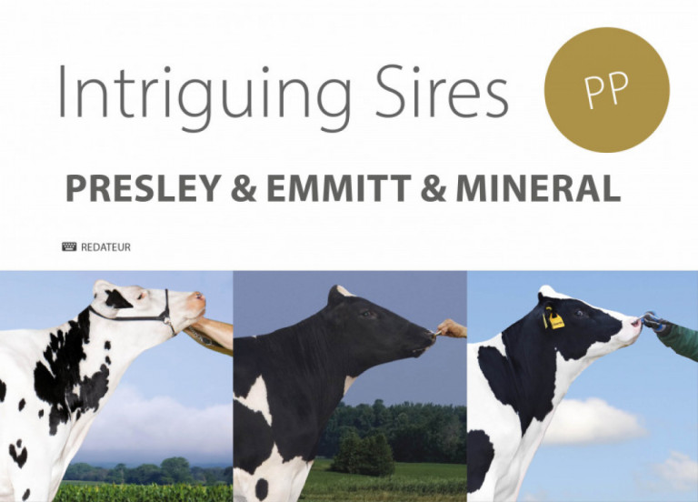 intriguing-sires-presley-emmitt-mineral_fr.jpg