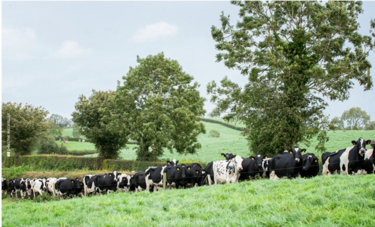 irish-herdbook-has-sights-set-on-a-sustainable-future.jpg