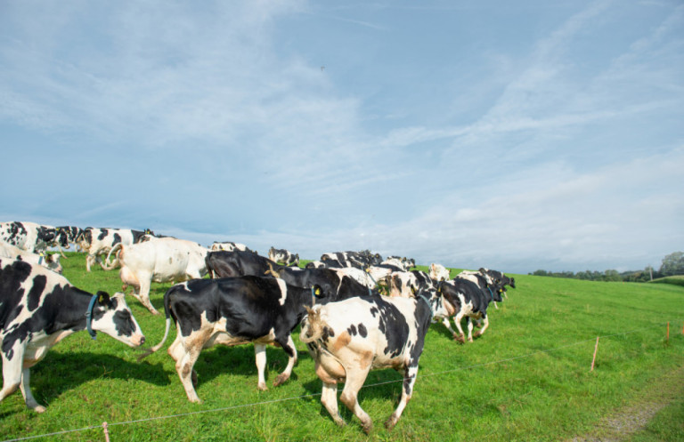 krampfigkeit-konnen-wir-sie-bei-den-holsteins-eliminieren_de.jpg