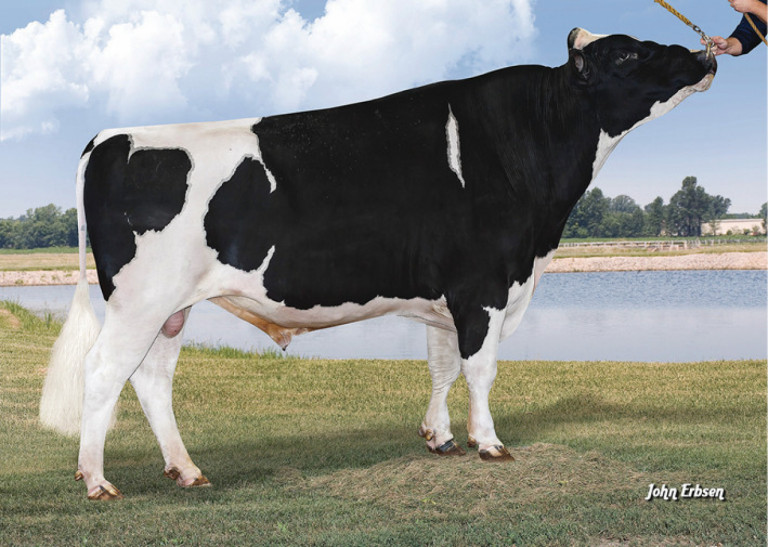 l-l-m-dairy-passat-new-source-of-the-invisible-holstein-cow.jpg