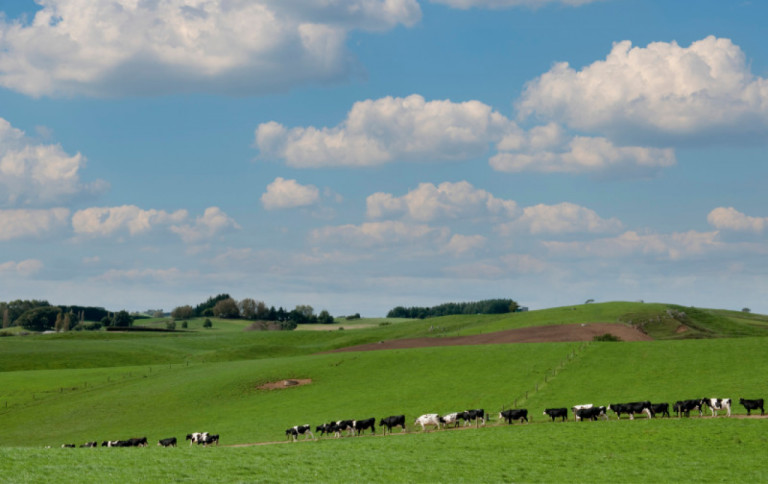 lobjectif-de-la-nouvelle-zelande-des-animaux-dont-la-progeniture-convertira-le-plus-efficacement-lalimentation-en-benefice-pour-leleveur_fr.jpg