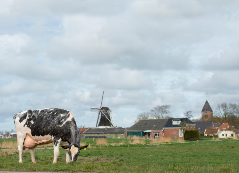 mooijman-holsteins-in-olanda-10-di-vacche-oltre-i-100000-kg_it.jpg