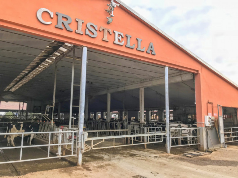 new-genetic-source-on-the-banks-of-the-po-cristella-holsteins.jpg