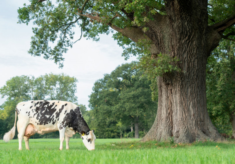 oelhorst-holsteins-de-allerbeste-stieren-wereldwijd-consequent-goed-inzetten_nl.jpg