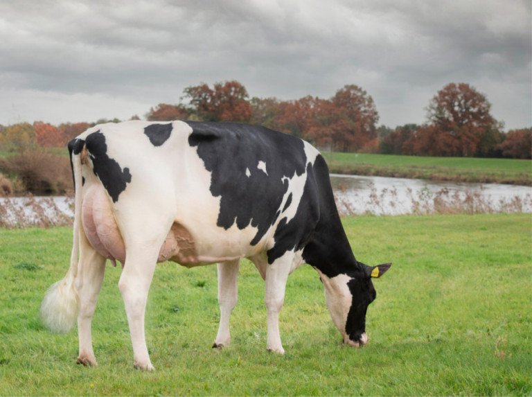 poppe-holsteins-source-of-high-testing-sires-with-a-clear-message.jpg