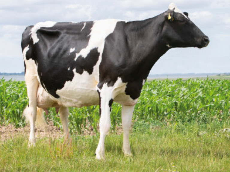 rinderzucht-augustin-modern-dairy-farm-where-top-cows-are-not-bred-until-200-250-days-in-milk.jpg