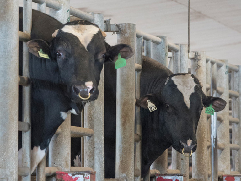 round-table-four-breeders-discuss-the-philosophies-behind-their-sire-choices.jpg