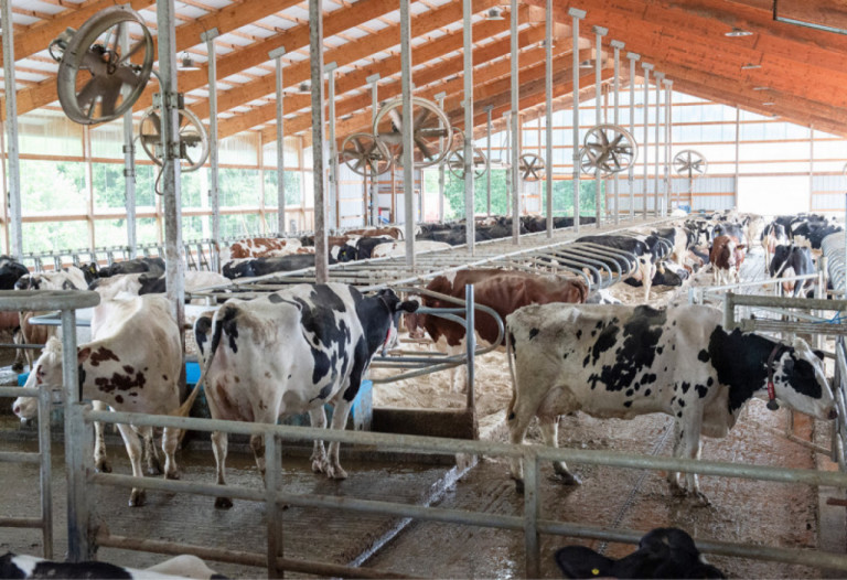 scientific-holsteins-at-the-home-of-the-debutantes-now-robots-do-the-milking.jpg