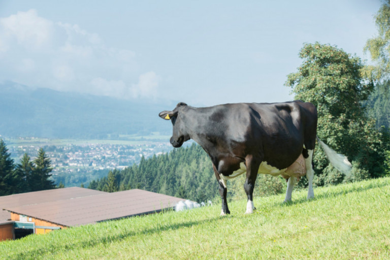 une-vache-speciale-dans-un-troupeau-special_fr.jpg
