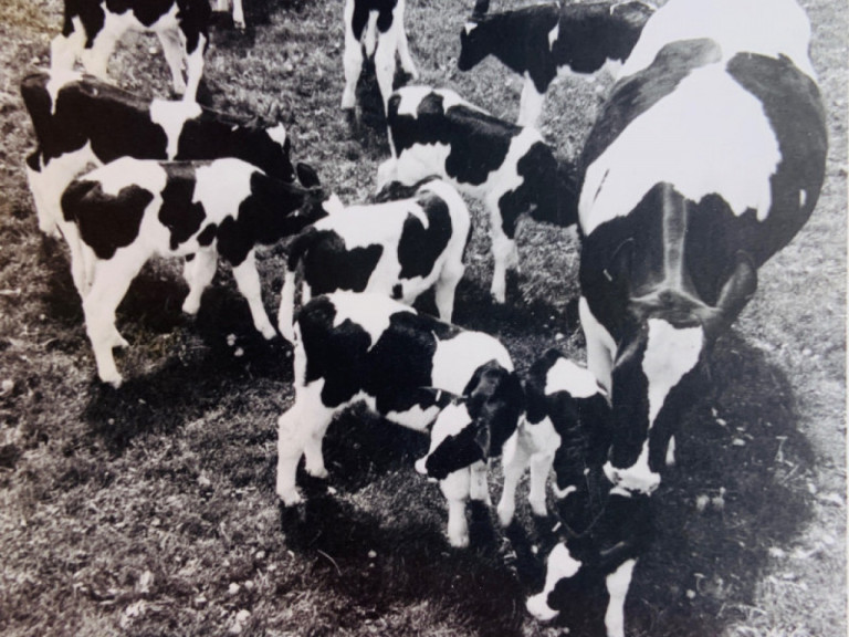 via-pax-pioneers-in-bringing-embryo-transfer-to-the-dairy-industry.jpg