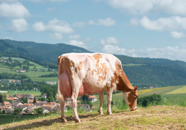 zwitserlands-grootste-melkproducent-onze-filosofie-is-dat-de-mooiste-koe-ook-de-hoogste-productie-bereikt_nl.jpg