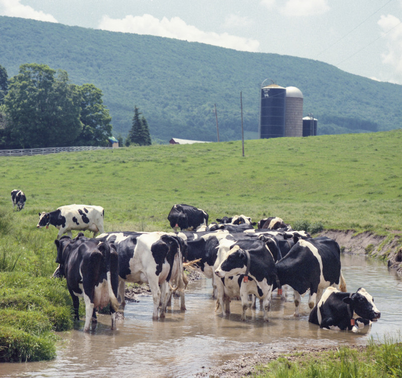 heat-tolerance-a-trait-that-should-be-in-our-genetic-evaluations