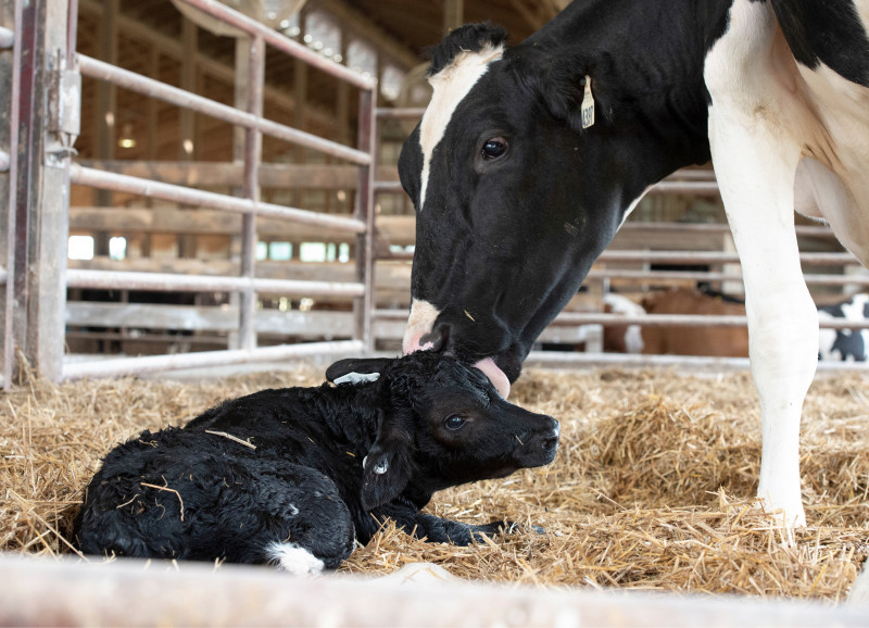 What Does A Dairy Cow Look Like